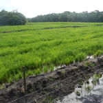 20141229 Fazenda Arrozal plantio de arroz alagado lavoura 003.jpg