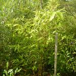 20141229 Fazenda Agroecologia ADAE Experimento SAF 007 Bambu Guadua angustifolia.jpg