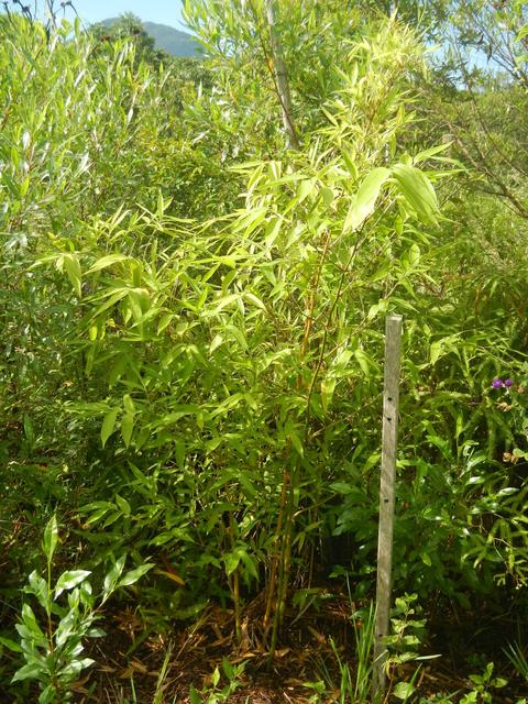20141229 Fazenda Agroecologia ADAE Experimento SAF 007 Bambu Guadua angustifolia.jpg