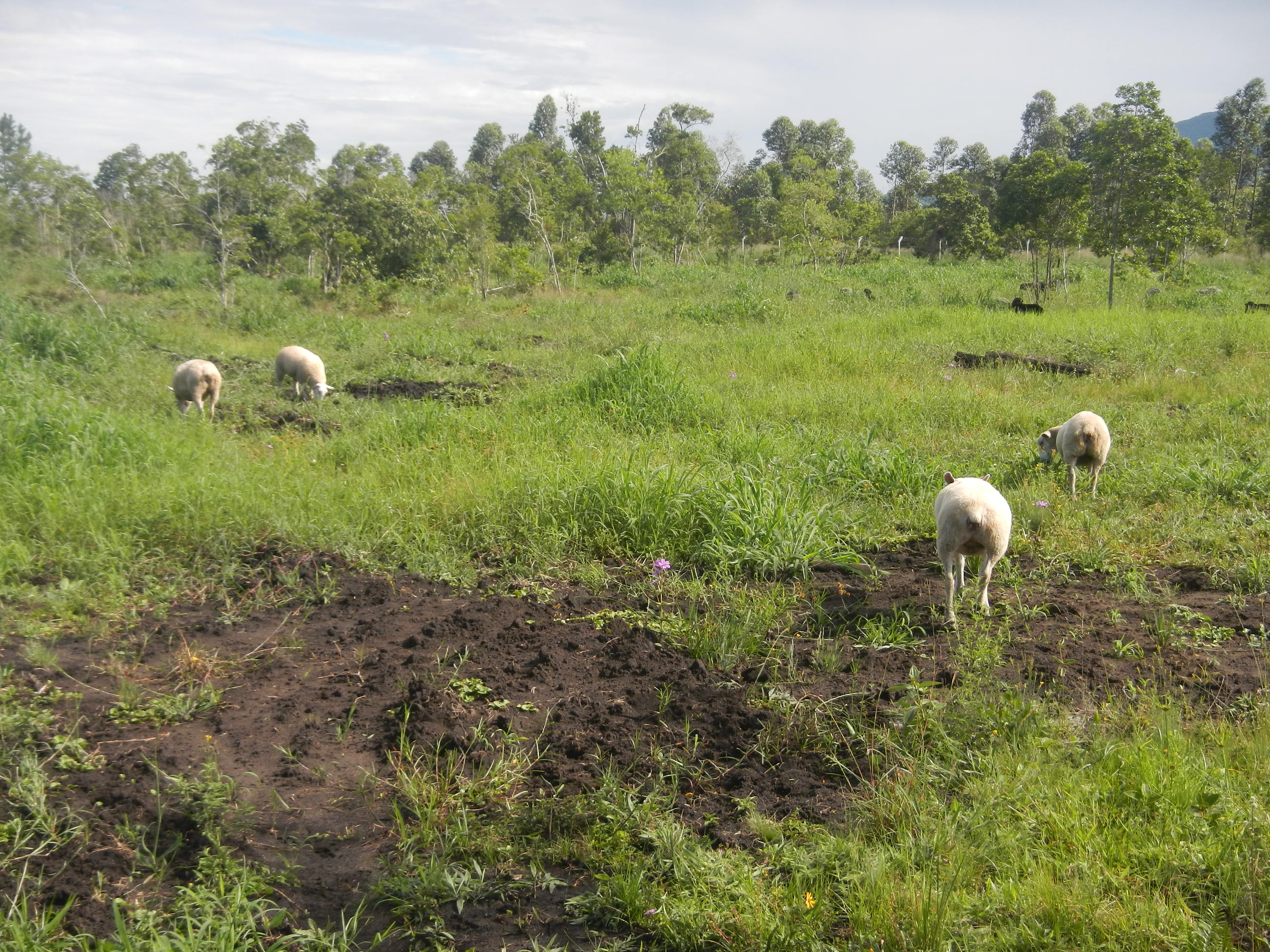 20141229 Fazenda Ovinocultura Ovelhas pastagem pastoreio zoot 002.jpg