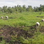 20141229 Fazenda Ovinocultura Ovelhas pastagem pastoreio zoot 002.jpg