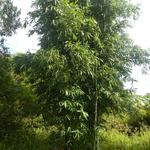 20141229 Fazenda Silvicultura Bambuseto bambus 001.jpg