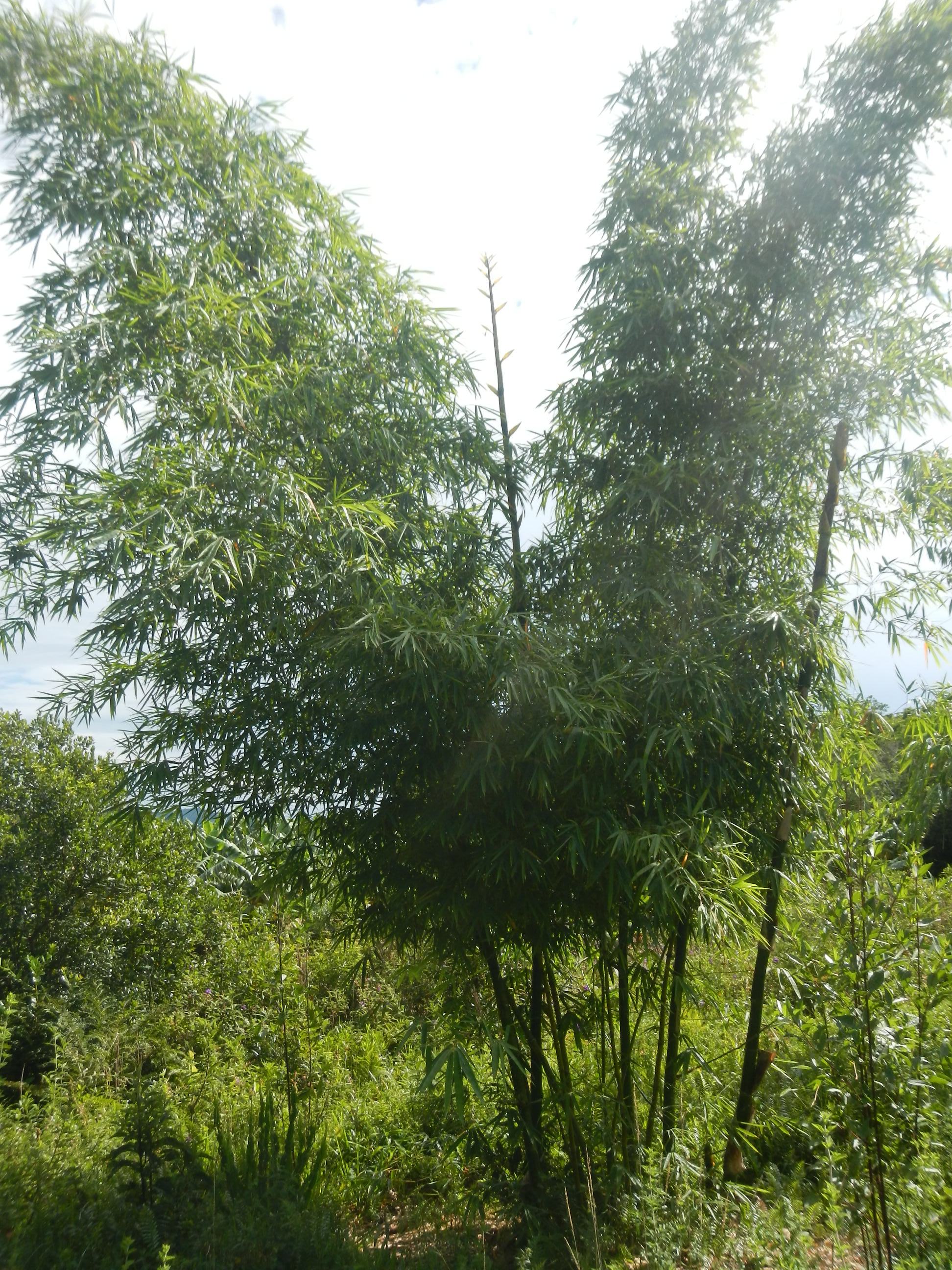 20141229 Fazenda Silvicultura Bambuseto bambus 002.jpg
