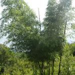 20141229 Fazenda Silvicultura Bambuseto bambus 002.jpg