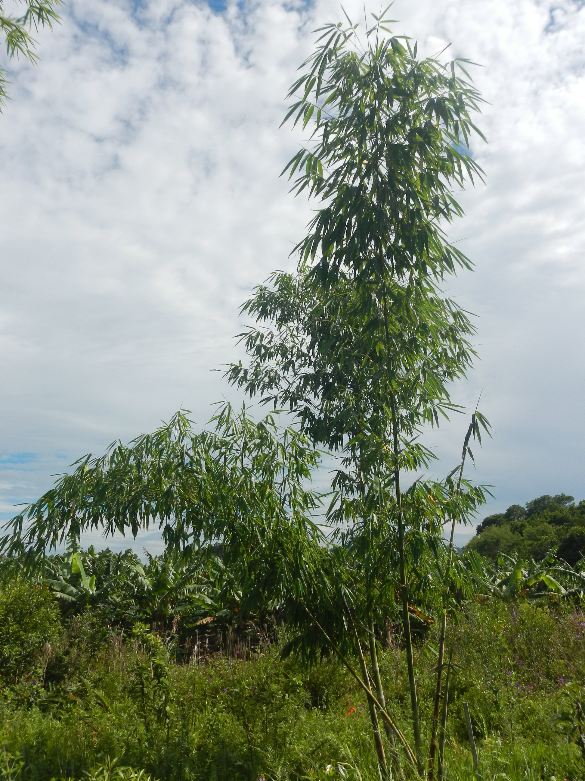 20141229 Fazenda Silvicultura Bambuseto bambus 003.jpg