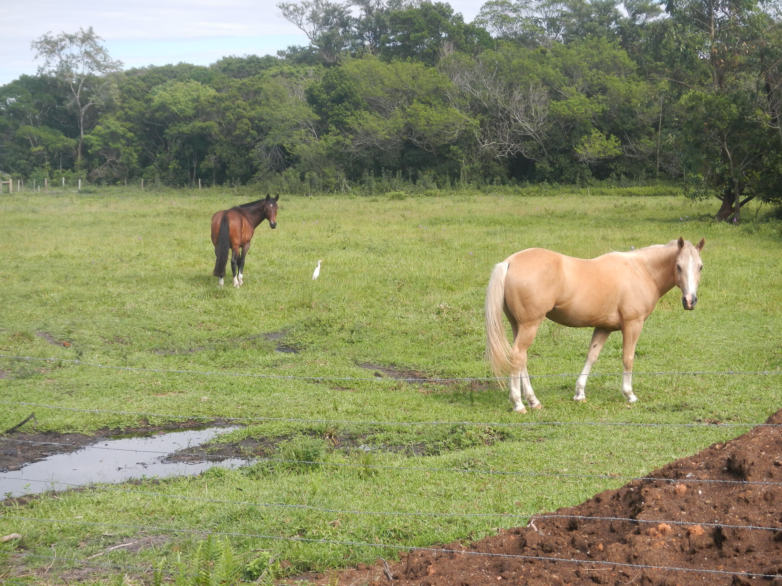 20141229 Fazenda Cavalos equinos.jpg