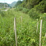 20141229 Fazenda Bambu Guadua chacoensis estrada oeste 002.jpg