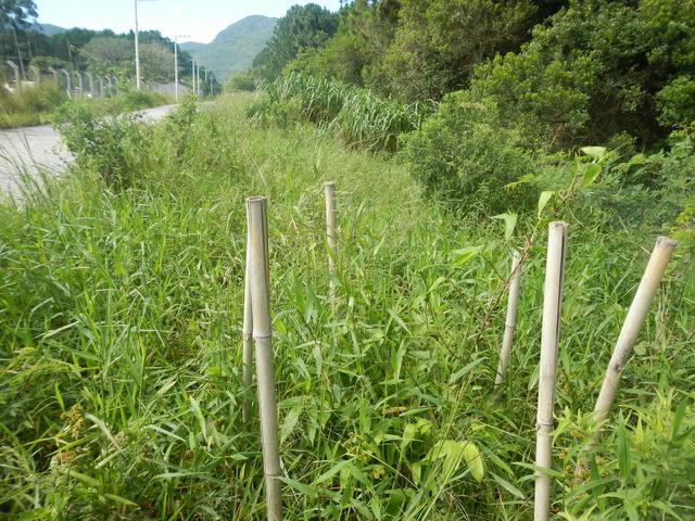20141229 Fazenda Bambu Guadua chacoensis estrada oeste 002.jpg