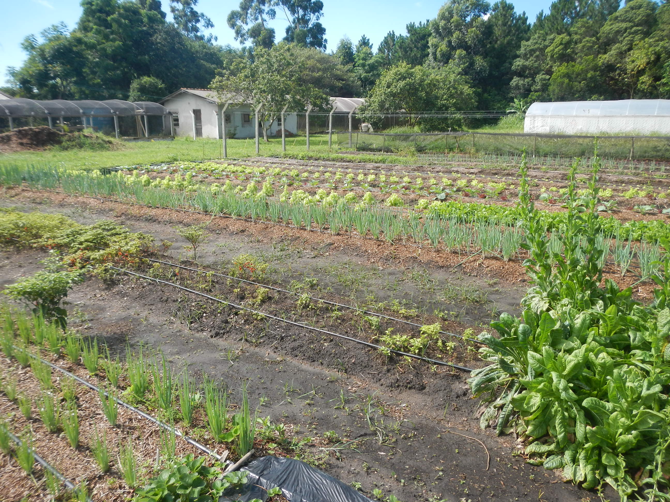 20141229 Fazenda Horta olericultura horticultura Carlinhos 002.jpg