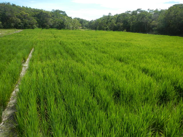 20150112 Fazenda Lavoura Arroz-irrigado alagado irrigação experi 004.jpg