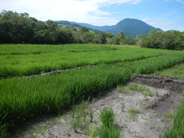 20150112 Fazenda Lavoura Arroz-irrigado alagado irrigação experi 005.jpg