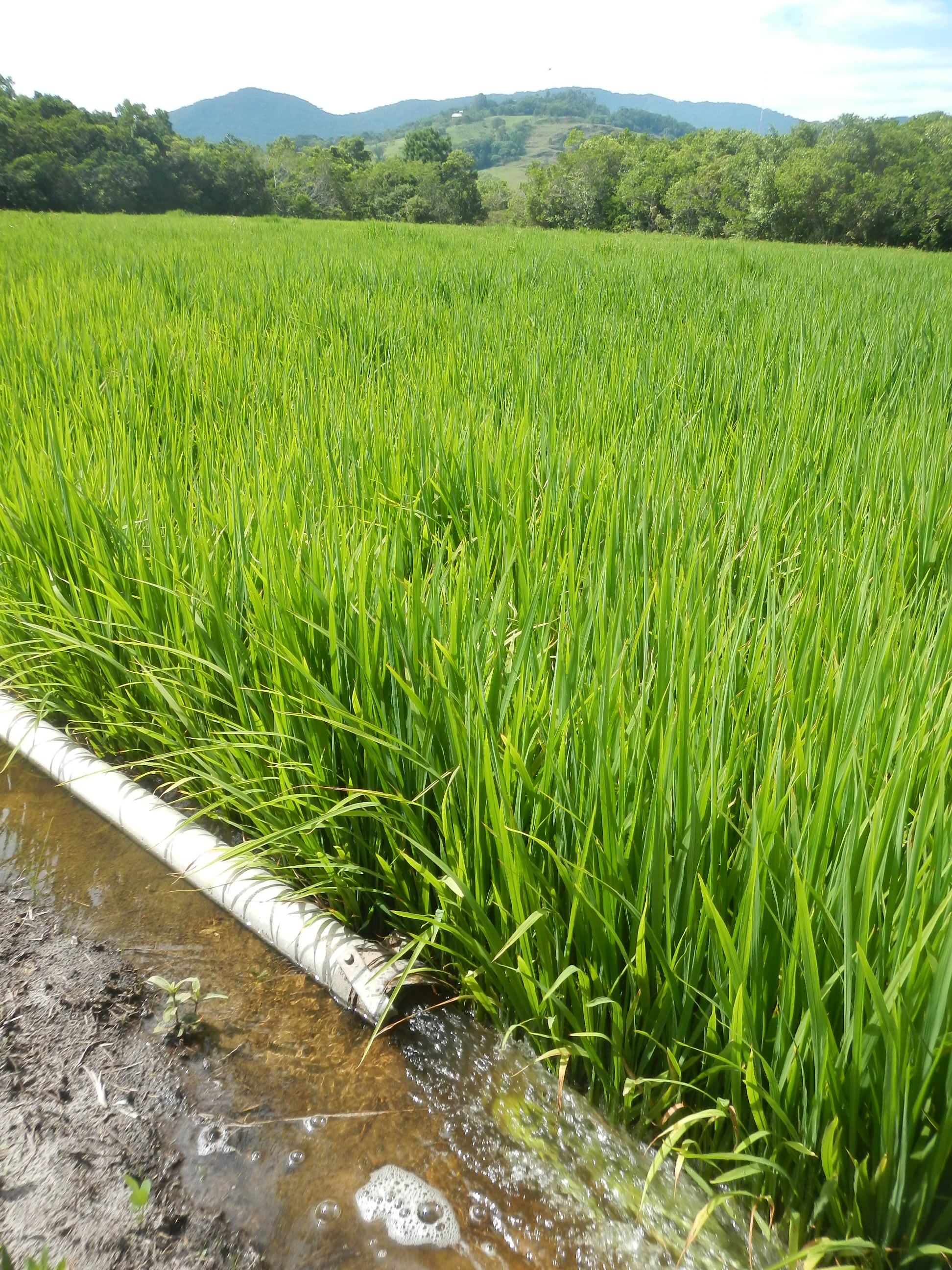 20150112 Fazenda Lavoura Arroz-irrigado alagado irrigação experi 006.jpg
