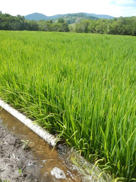 20150112 Fazenda Lavoura Arroz-irrigado alagado irrigação experi 006.jpg