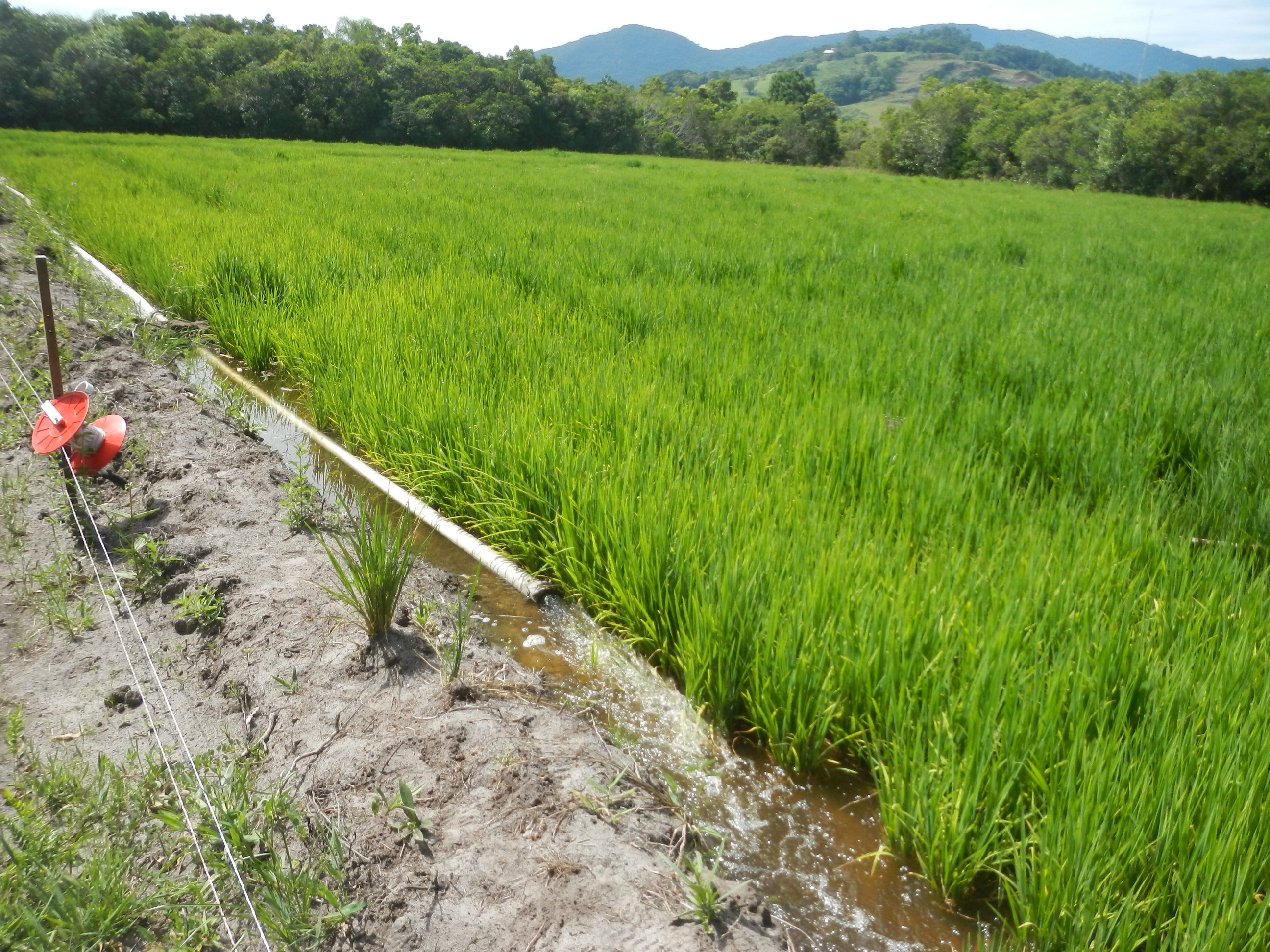 20150112 Fazenda Lavoura Arroz-irrigado alagado irrigação experi 007.jpg