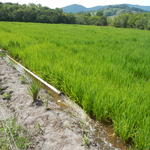 20150112 Fazenda Lavoura Arroz-irrigado alagado irrigação experi 007.jpg