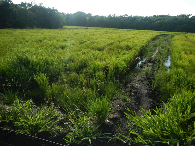 20150219 Fazenda Lavoura Arroz-irrigado alagado irrigação experi.jpg