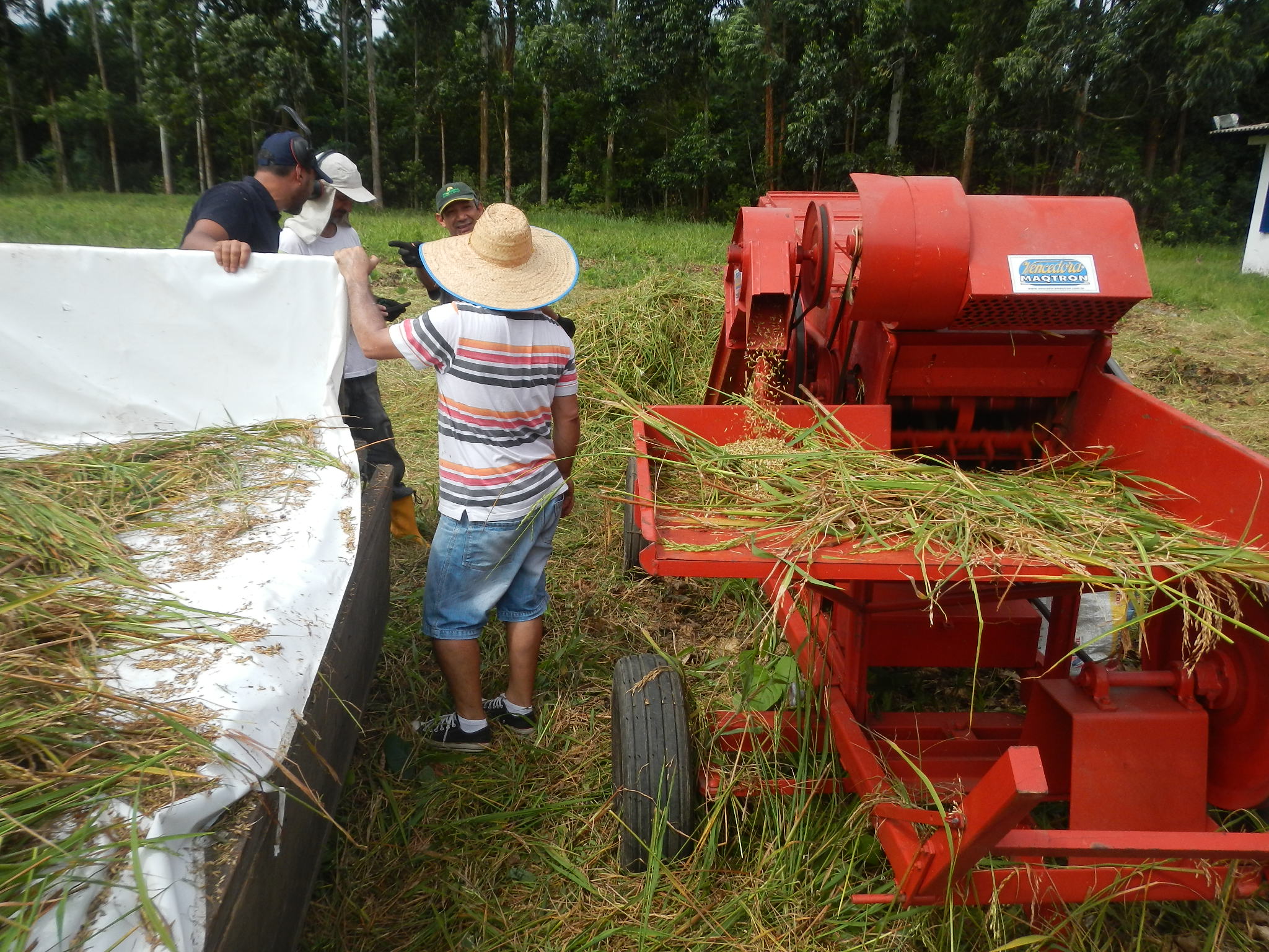 20150305 Fazenda Trilhadora de grãos arroz Lavoura Mecanização 001.jpg