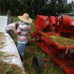 20150305 Fazenda Trilhadora de grãos arroz Lavoura Mecanização 002.jpg