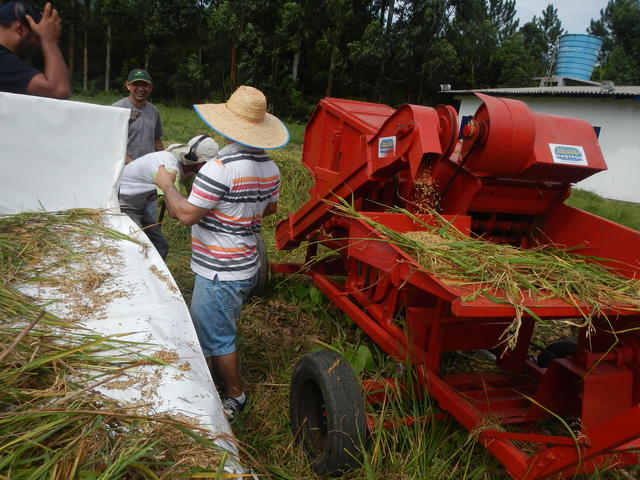20150305 Fazenda Trilhadora de grãos arroz Lavoura Mecanização 002.jpg