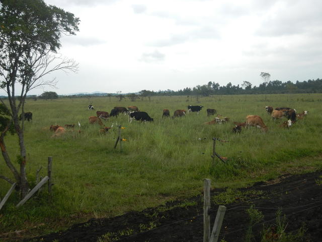 20150306 Fazenda Vacas bovinocultura zootecnia pastagem PRV 001.jpg