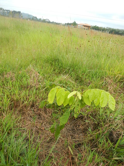 20150306 Fazenda Mudas nativas plantadas na pastagem p sombra 053.jpg