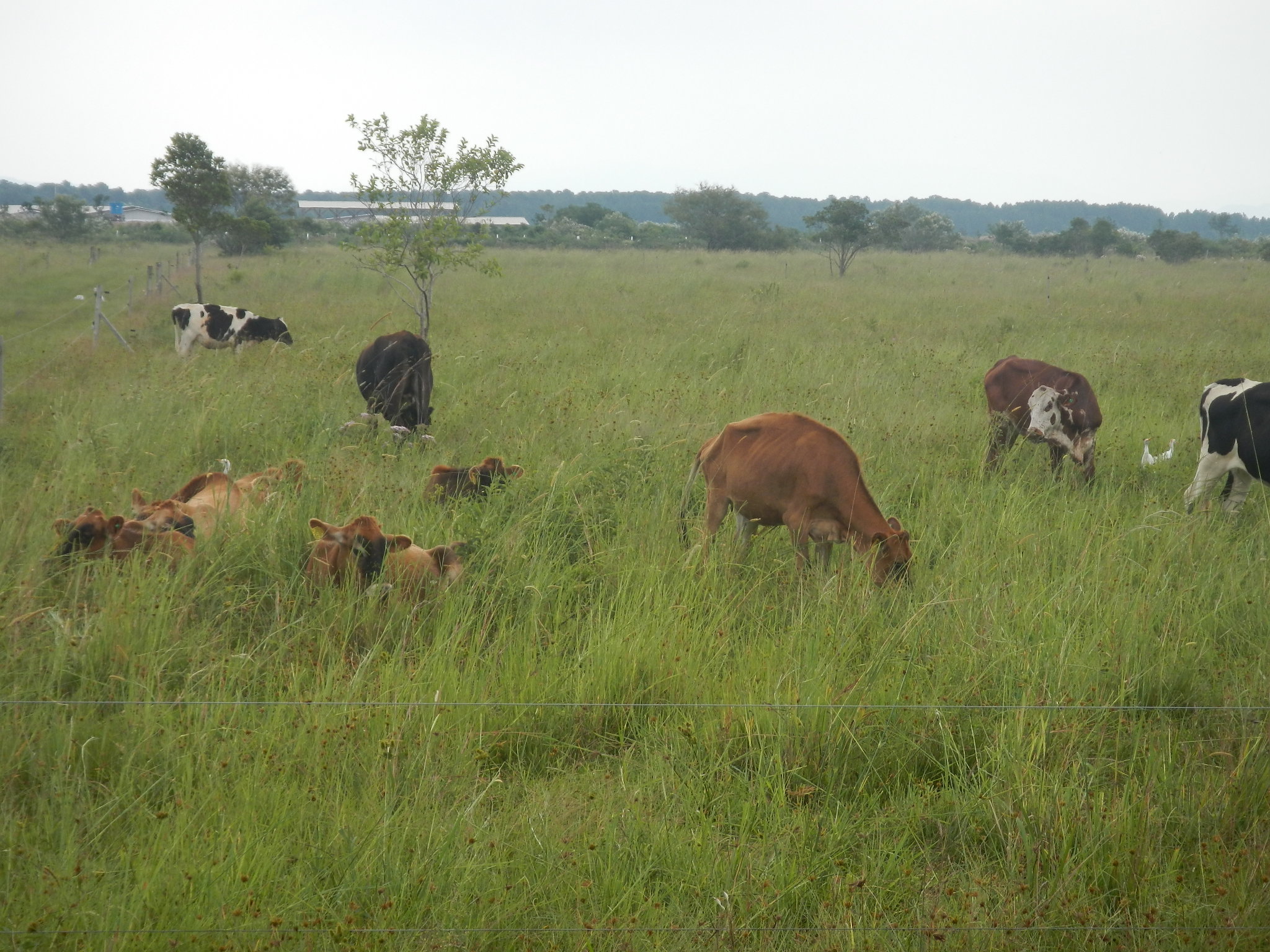 20150306 Fazenda Vacas bovinocultura zootecnia pastagem PRV 002.jpg