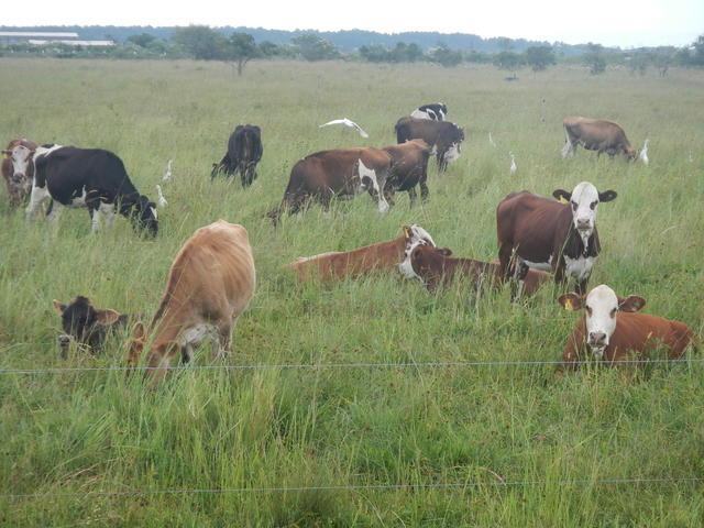 20150306 Fazenda Vacas bovinocultura zootecnia pastagem PRV 003.jpg