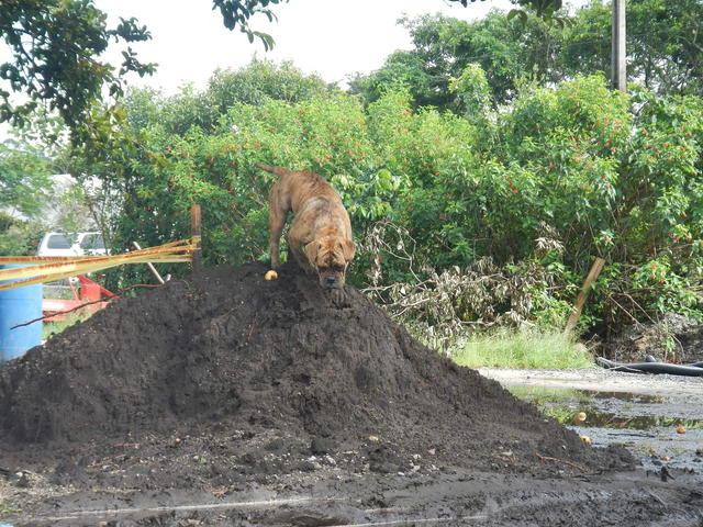 20150309 Fazenda cachorro buldog.jpg