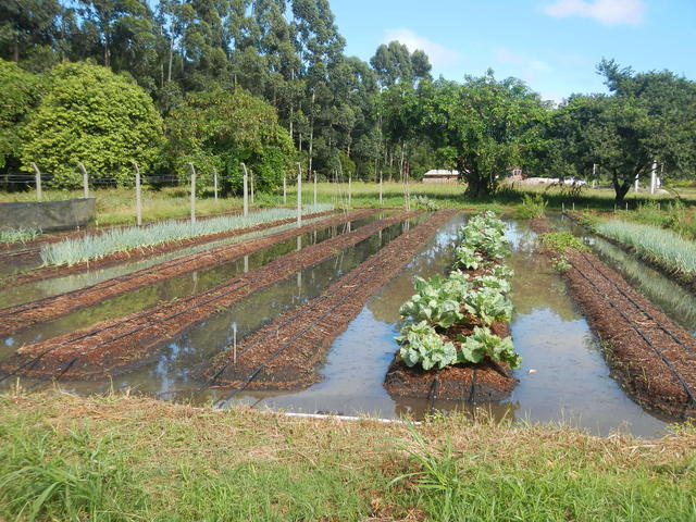 20150309 Fazenda Canteiro horta pós-chuva Horticultura Olericult 001.jpg