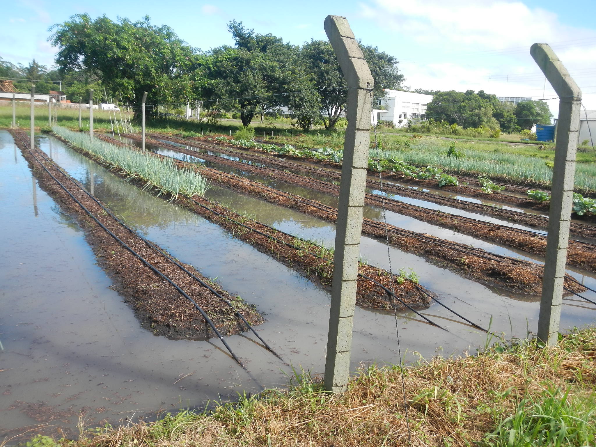 20150309 Fazenda Canteiro horta pós-chuva Horticultura Olericult 002.jpg