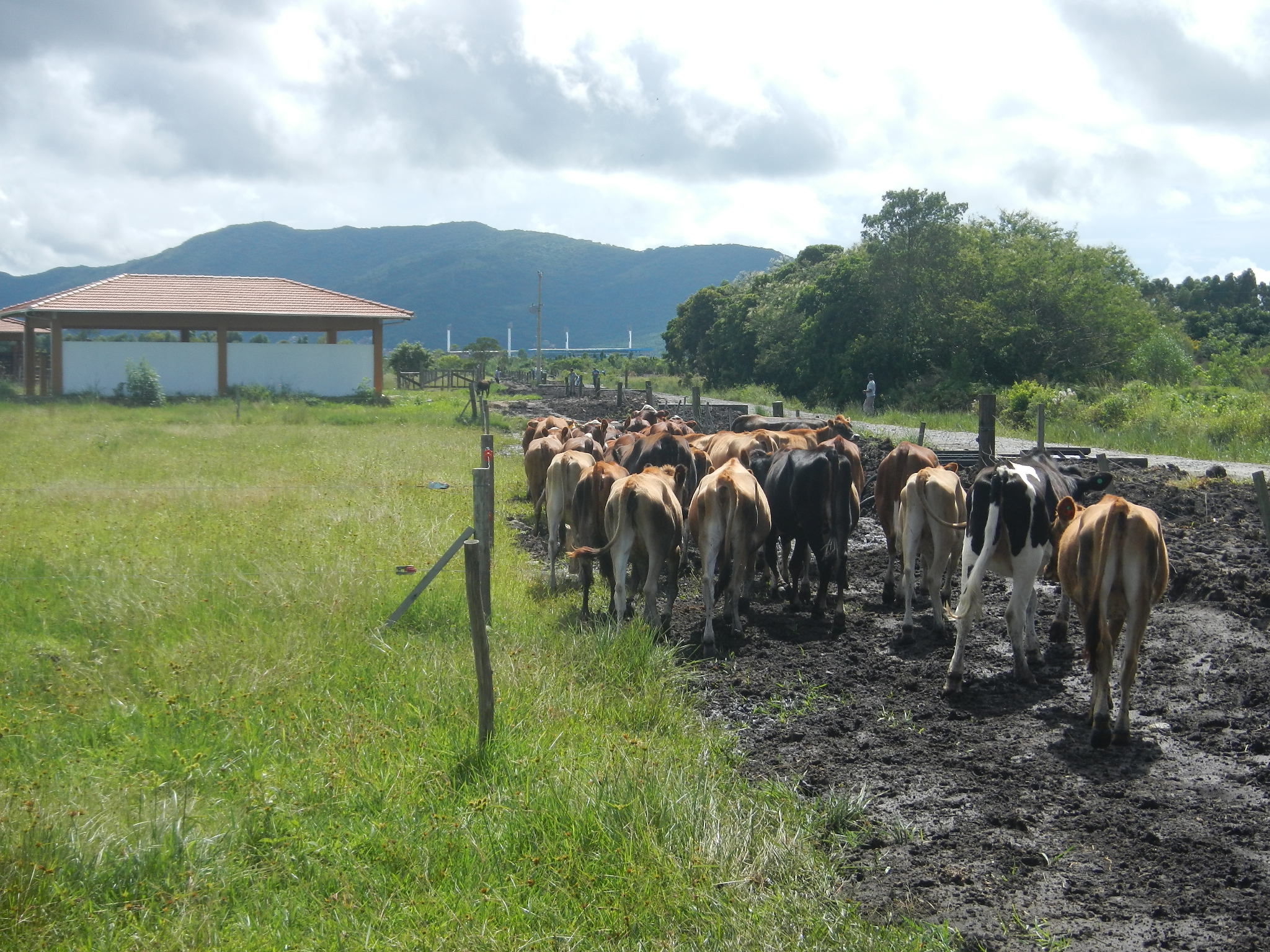 20150309 Fazenda Manejo Bovinos zootecnia bovinocultura 001.jpg