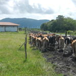 20150309 Fazenda Manejo Bovinos zootecnia bovinocultura 001.jpg