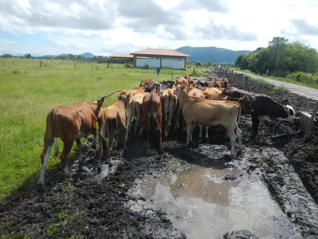 20150309 Fazenda Manejo Bovinos zootecnia bovinocultura 002.jpg