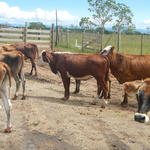20150309 Fazenda Manejo Bovinos zootecnia bovinocultura 004.jpg