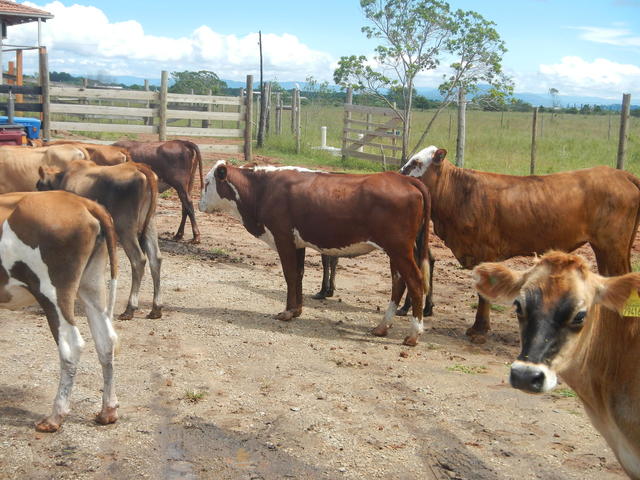 20150309 Fazenda Manejo Bovinos zootecnia bovinocultura 004.jpg