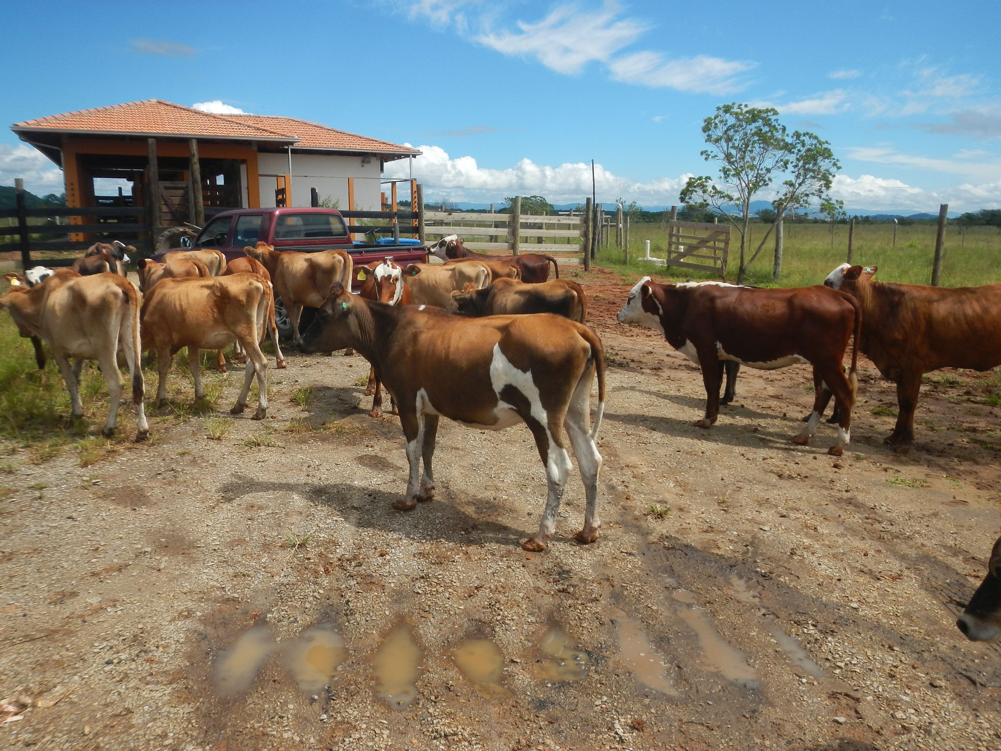 20150309 Fazenda Manejo Bovinos zootecnia bovinocultura 005.jpg