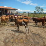 20150309 Fazenda Manejo Bovinos zootecnia bovinocultura 005.jpg