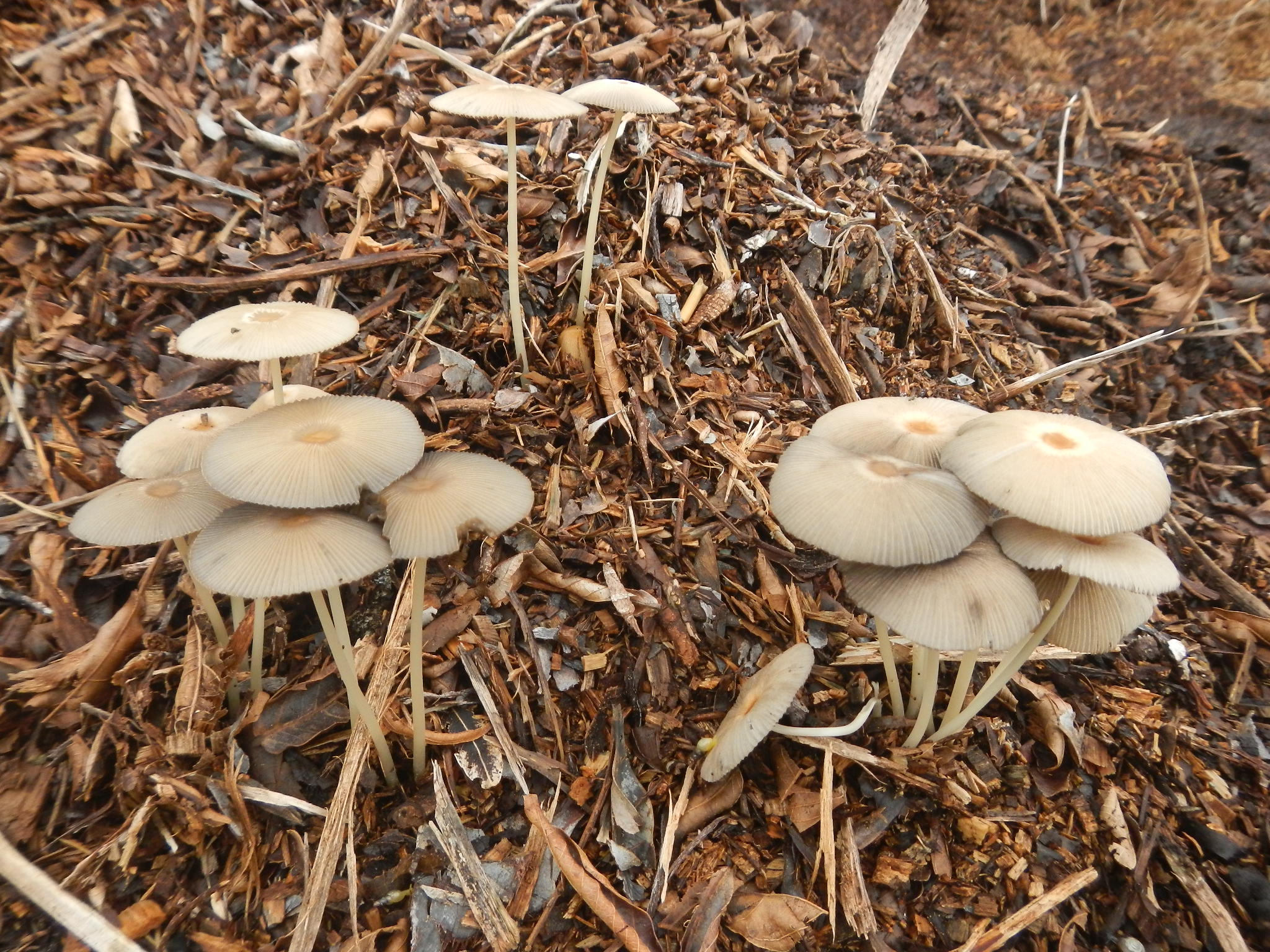 20150311 Fazenda Cogumelos Funghi na serragem da horta.jpg