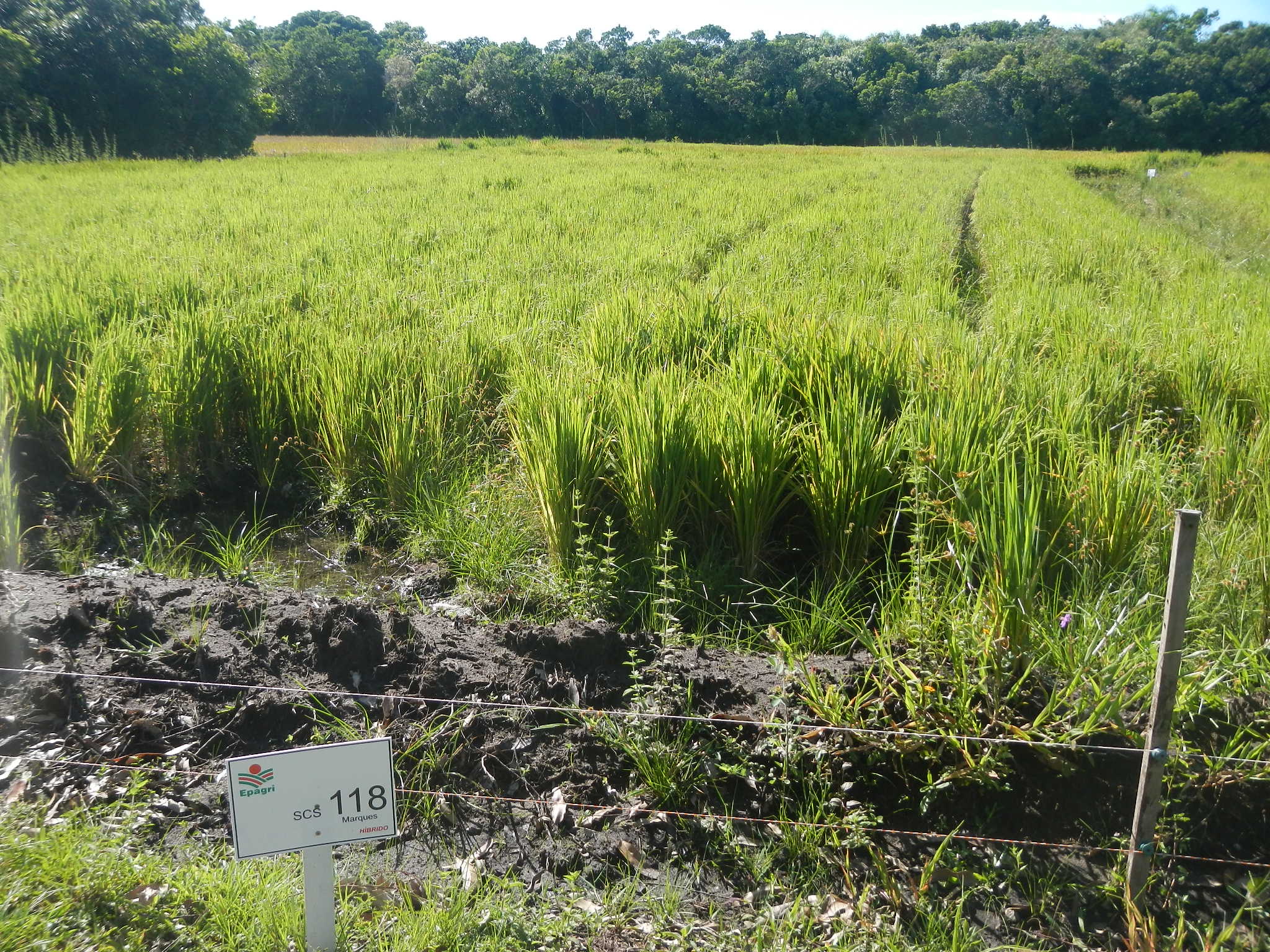 20150312 Fazenda Lavoura Arroz-irrigado 001.jpg