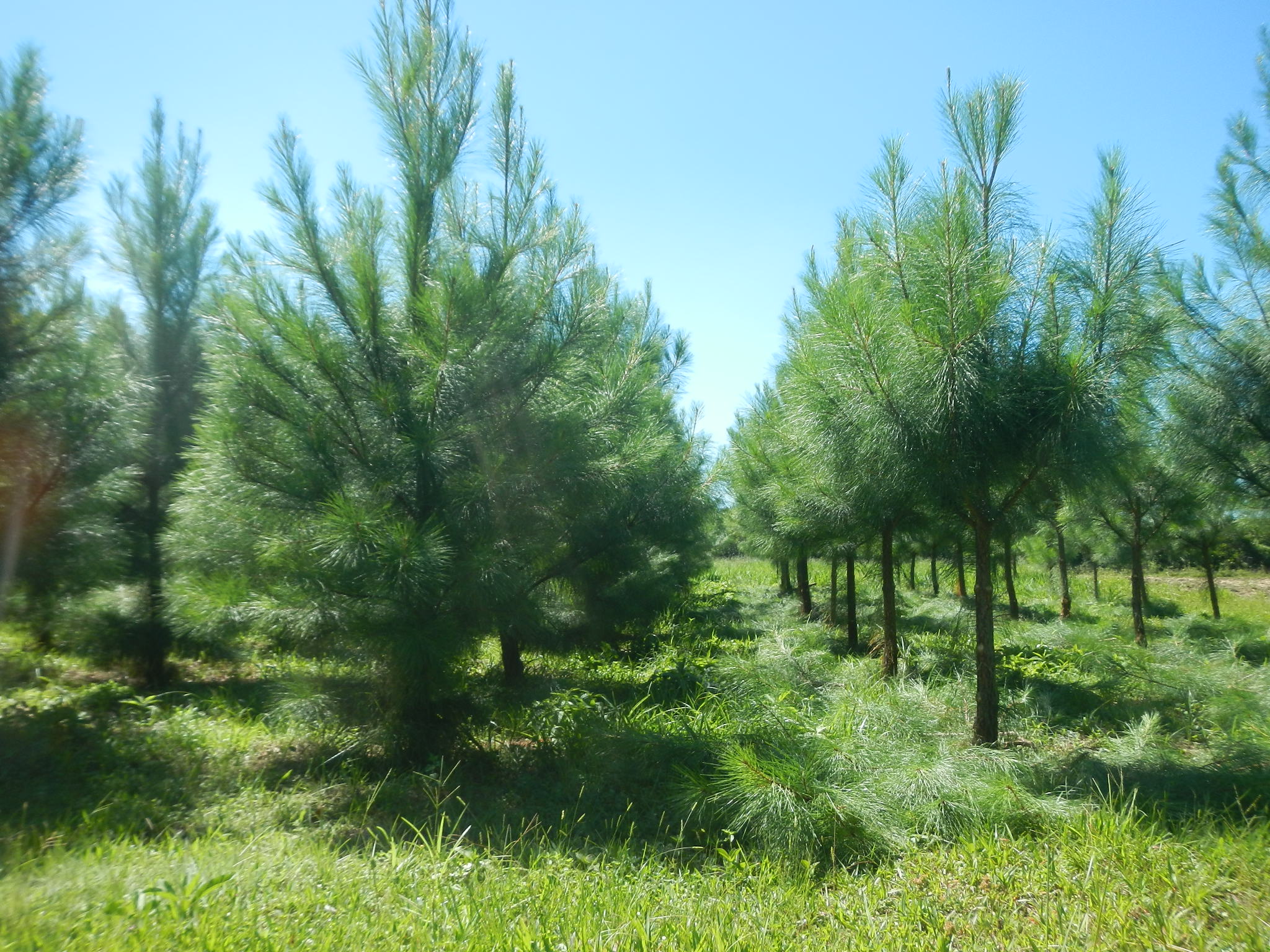 20150312 Fazenda Silvicultura poda desrama de pinus 003.jpg