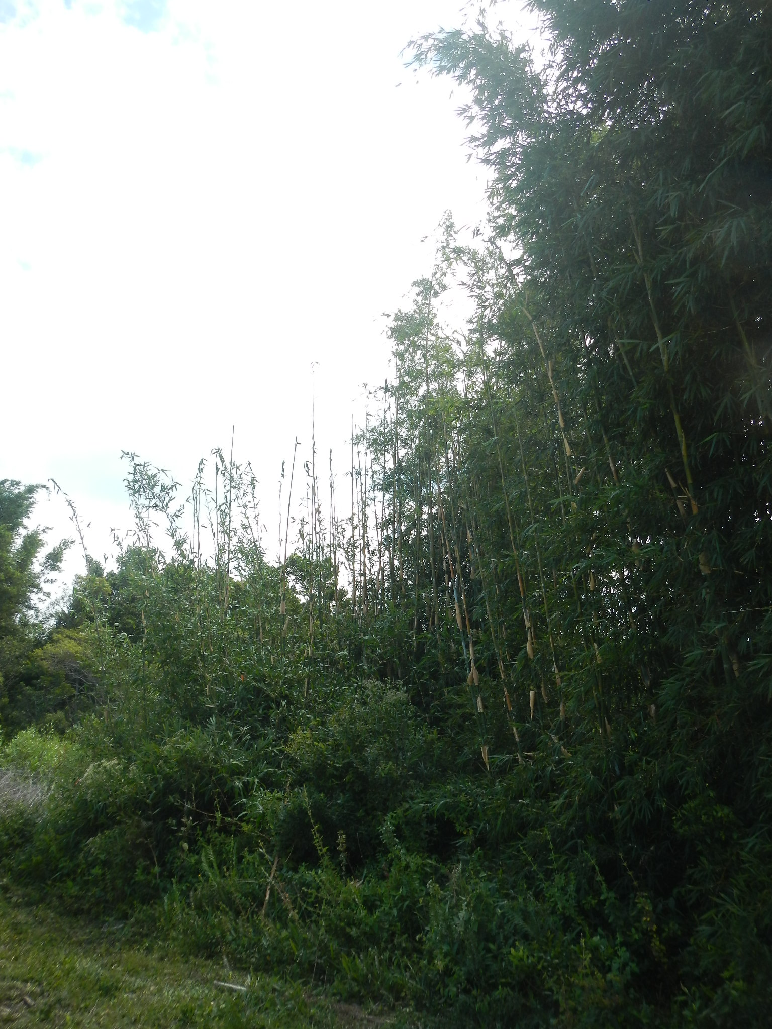 20150313 Fazenda Bambusa tuldoides cortado raso rebrotando.jpg