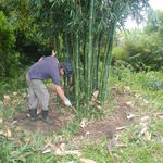 20150319 Fazenda Bambu manejo touceira coroamento e desrama 002.jpg