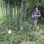 20150319 Fazenda Bambu manejo touceira coroamento e desrama 003.jpg