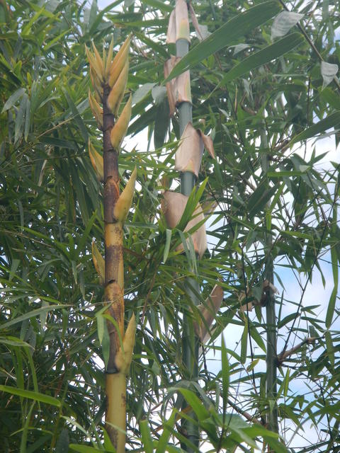 20150319 Fazenda Bambu manejo touceira coroamento e desrama 004.jpg