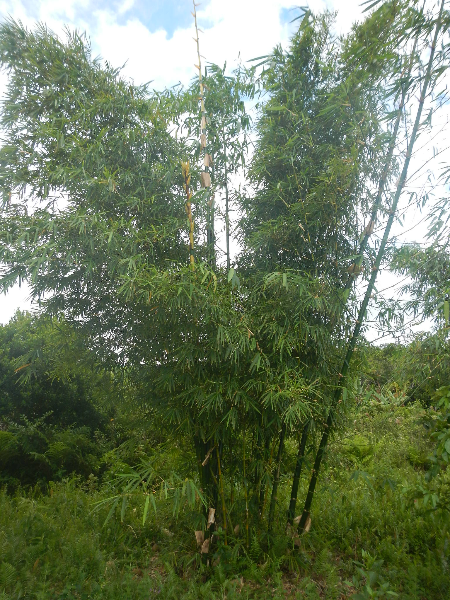 20150319 Fazenda Bambu manejo touceira coroamento e desrama 005.jpg