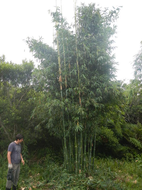 20150319 Fazenda Bambu manejo touceira coroamento e desrama 006.jpg