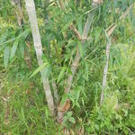 20150319 Fazenda Bambu manejo touceira coroamento e desrama 008.jpg