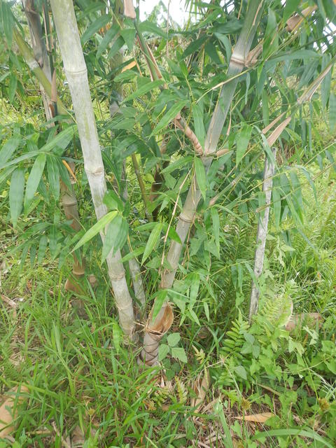 20150319 Fazenda Bambu manejo touceira coroamento e desrama 008.jpg