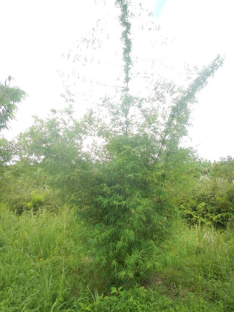 20150319 Fazenda Bambu manejo touceira coroamento e desrama 009.jpg