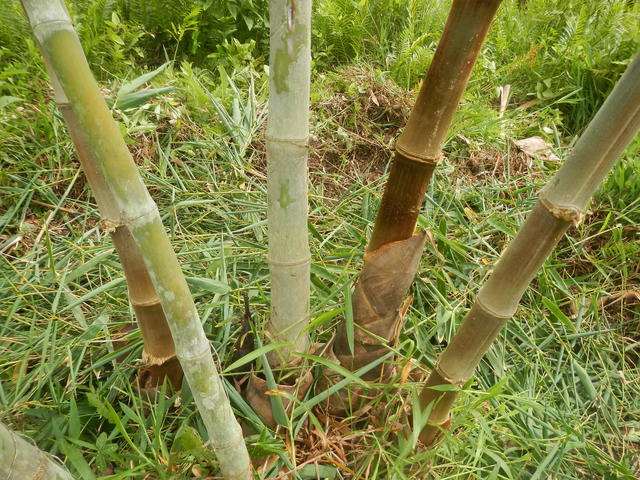 20150320 Fazenda Bambu manejo touceira coroamento e desrama 001.jpg